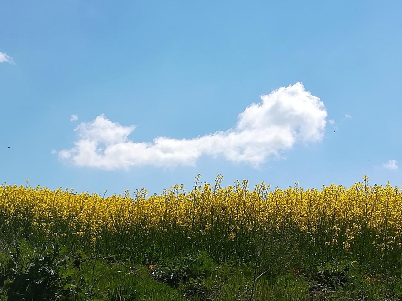 Agriturismo Il Riccio 몬티키오 외부 사진